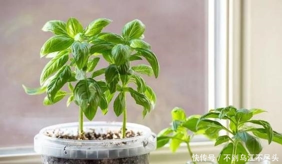 「早日」如何扦插花草能早日生根发芽?自制2种生根水,经济实用效果