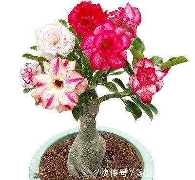  『喜欢』喜欢养护花卉，就选择花色艳，花期长，开花量繁多的3种花卉