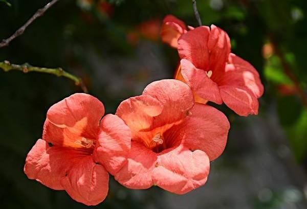  『花芽』家里再小，3种“吊盆花”也要养，花芽一钻上百朵，花开成“帘”