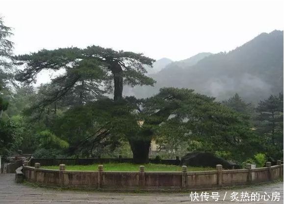中国最古老的5颗大树,最后一棵有5000多年历史被称为"柏树之王