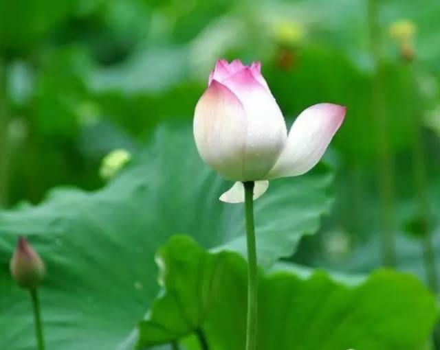  【花中】中国10大名花，哪个是你的最爱？