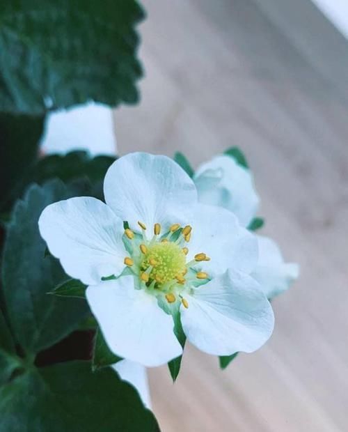  『草莓』在家养草莓盆栽，先了解这些养护小知识，能让你的草莓又大又甜