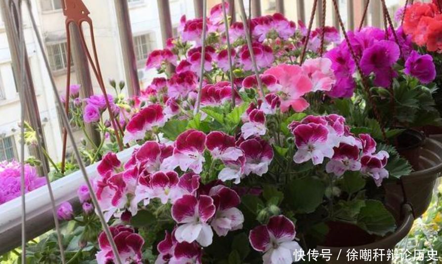  [漂亮]家里养花，就选4种“耐旱花”，好养又漂亮，开成小花海！