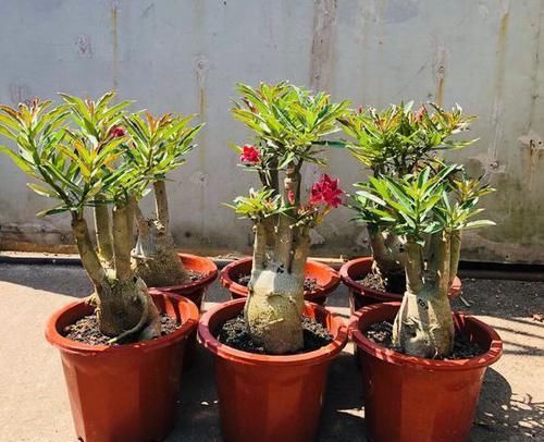 #补补#给沙漠玫瑰补补钙,叶不黄枝干更粗,一口气开10朵花不费劲