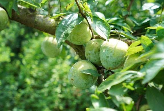 韶关游遇发愁果农:只因早熟几天,又大又甜的奈