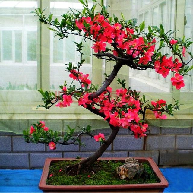 别养绿萝了，这种花抓紧种两棵，花开喜庆红火，美若诗画