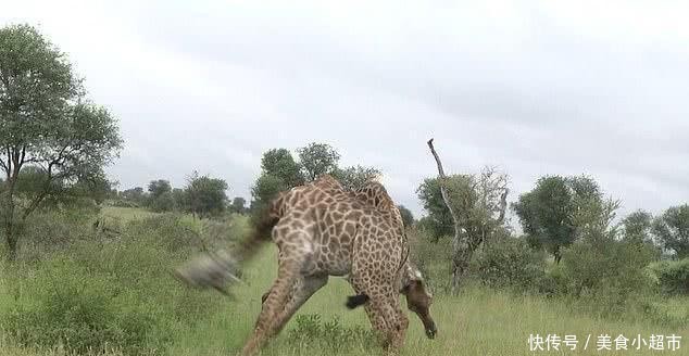 南非两只6米长颈鹿大战,疯狂脖击对方,战后秒