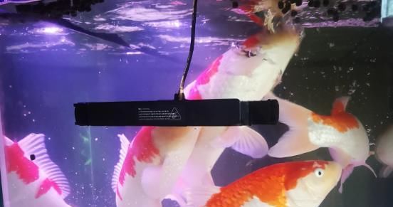  观赏鱼@观赏鱼注射治疗该如何进行，哪些时候会用到？观赏鱼注射治疗详解