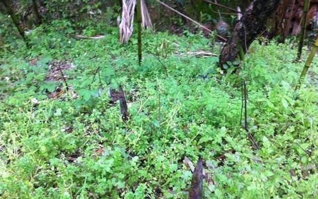  「商贩」再遇销路难，未见商贩来收，越长越没分量，农民只能全挖回家