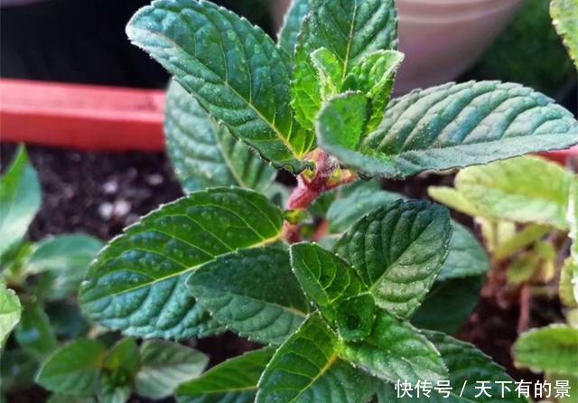 『香草植物』盆栽水果不容易,不如种上5种水果味香草,养护简单,随采随吃