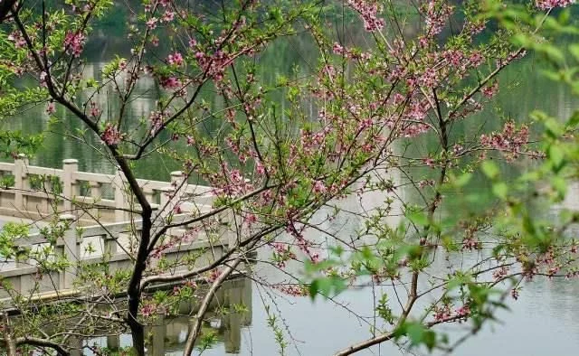 南京最大的桃花岛:一万亩桃花盛开,拥有四十多个品种!【2020热门旅游景点】