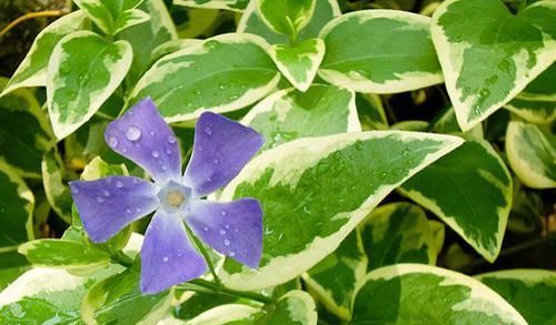  #粉嫩#喜欢菊花，不如养盆“精品玫瑰”戴安娜，花开粉嫩可爱，花开爆盆