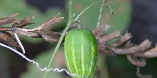  [药用价值]农村一种“野黄瓜”，过去烂一地没人要，如今价值珍贵90元一斤