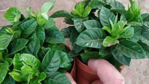  辣椒水：栀子花招虫了？喷点这个水，虫子死光光，花越长越旺