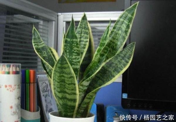  虎皮兰：这4种花养在家中，镇宅又去煞，尤其是第三种，再穷也要养一盆！