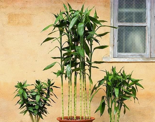  工作就|怎样把富贵竹养成多头老桩？注意2点，6个月左右达到目的！