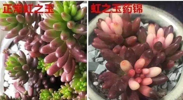 「凉通风处」多肉有这特征是药锦,别再买了,买回家会腐烂