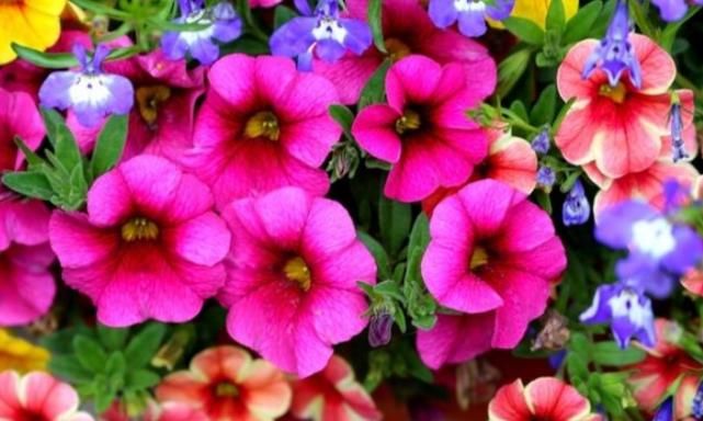  『开爆』1种花“了不起”，现在养，1个月花朵开爆盆，比矮牵牛还漂亮好养