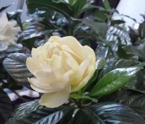  「栀子花」栀子花叶片发黄变黑还掉落怎么回事？这么养，养一盆挂一盆