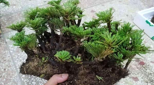  『植物』小学生爱养“此花”，遇水就活、很神奇，老花民称其：九死还魂草