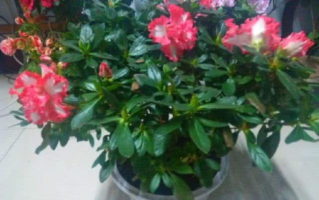  「观赏价值」此款花卉植株低矮四季开花，栽培非常容易，还能做盆景树！