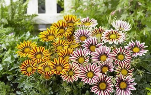  「耐热」这种花像“假花”，一年四季开花不断，耐寒又耐热，当盆栽最合适