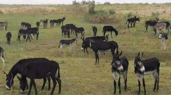  「参考」创业：农村能做什么？八大项目供您参考