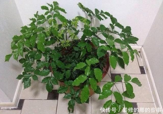 『花钱买』养花技巧:最难养的3种花,扦插100%活,下次别再花钱买啦