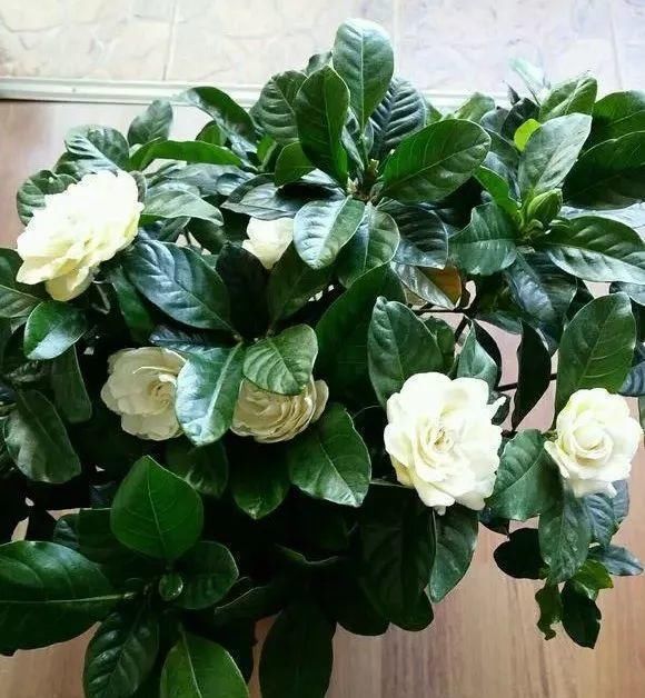  [栀子花]栀子、茉莉老黄叶，不缺肥不缺水，就是缺“醋”，浇点酸水长得旺