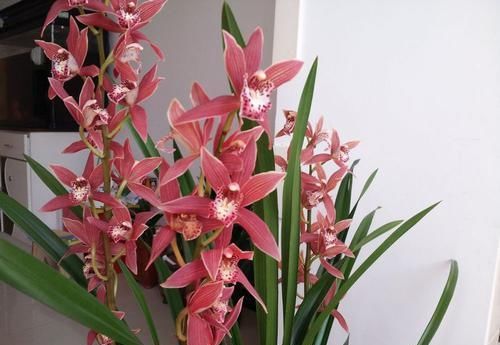  #撩人#喜欢菊花，就养盆“菊中珍品”黄昏灯照，似佳人芳姿，粉艳撩人