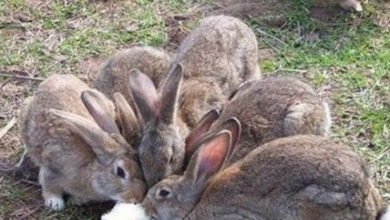 农民养殖一种野味，城里人经常来上山抓捕，一只可以卖到200块