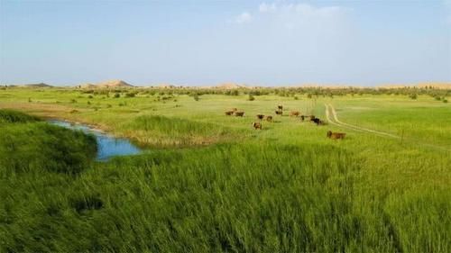  一大■中国又一大工程，把黄河水引进沙漠，沙漠终于迎来“春天
