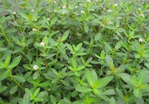 农村一种草，农民眼里深恶痛绝的害草，却不知它嫩芽是上好的野菜