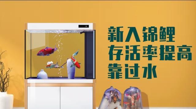  『环境会』养鲤正能量—新入锦鲤存活率不高怎么办？资深鱼友：过水很重要