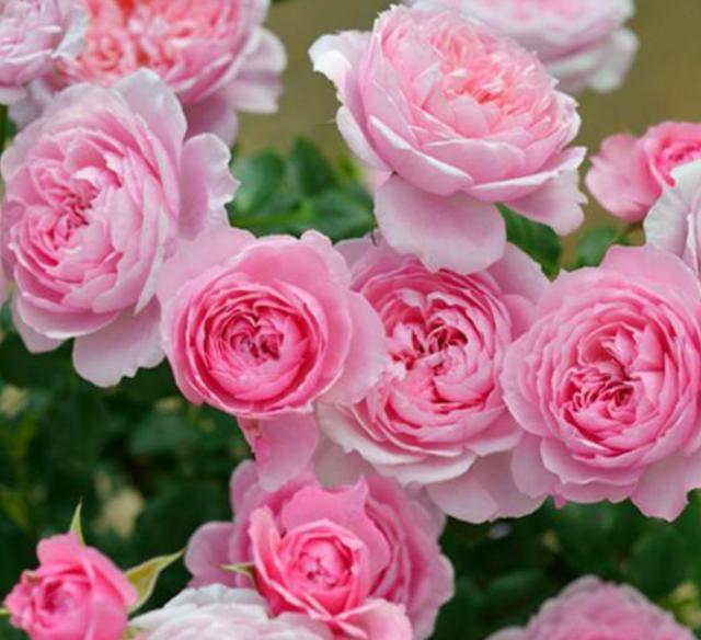 越养越@4种花,现在养一盆正当时,大气上档次,越养越喜欢