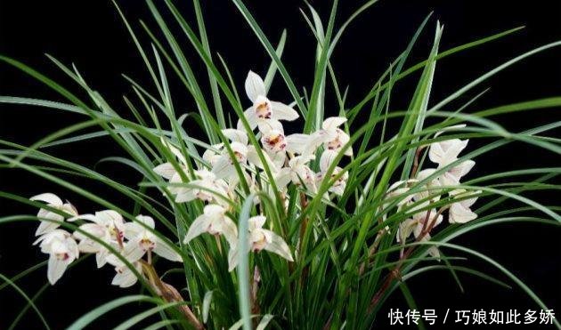  【花芽】兰花为什么不开花 兰花什么时候开花