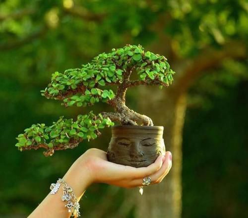  「长寿花」家里养花，选5种花准没错，人养花，花也养人，一盆盆全精品