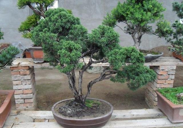 「充足」春天能开花,花色“淡绿色”,只要浇水不多,龙柏盆景就能养好!