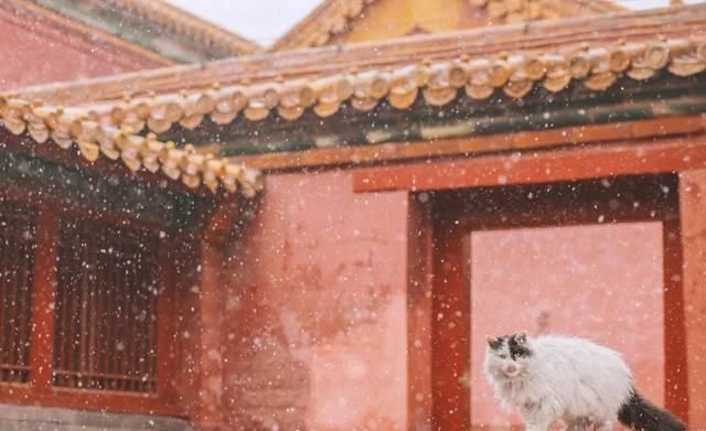 一年 30 多趟故宫，只为拍摄超赞「故宫猫咪图籍」！