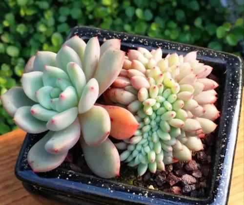  [死循环]养多肉就是一个，不停的买买买，陷入了死循环，你有这个感觉吗