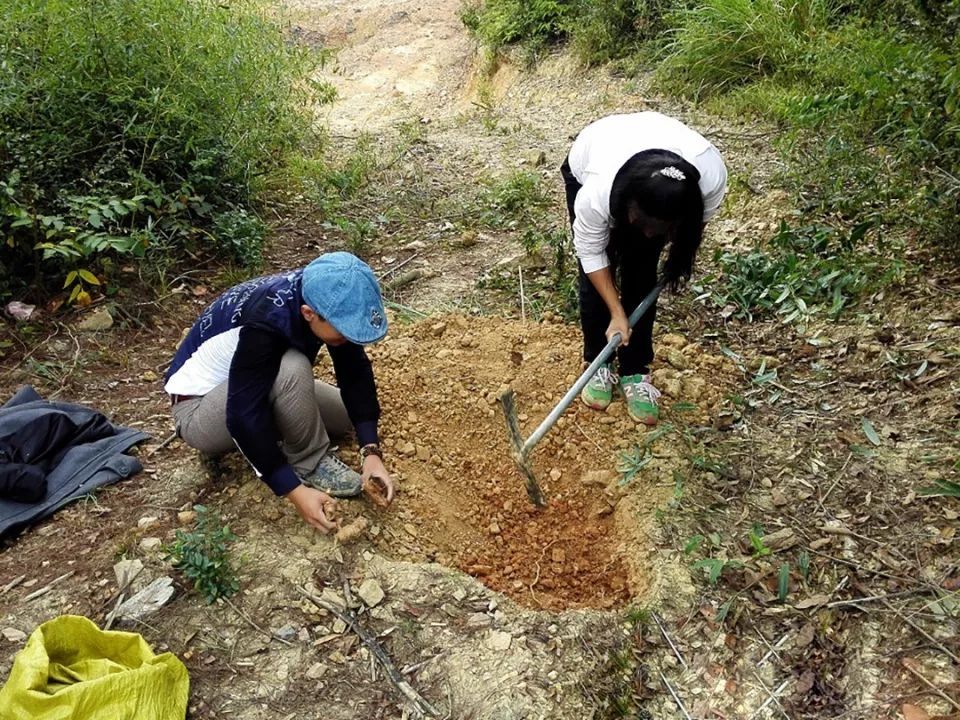 农村山里一种野草，根似人参，夏季见到别错过，30元一斤成稀罕货