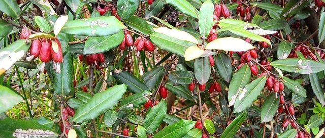  「用任」一种藤本农民以为没有用任其腐烂在山林，然不知有人靠