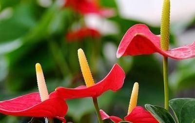  红掌：红掌不开花是什么原因,花小是什么原因