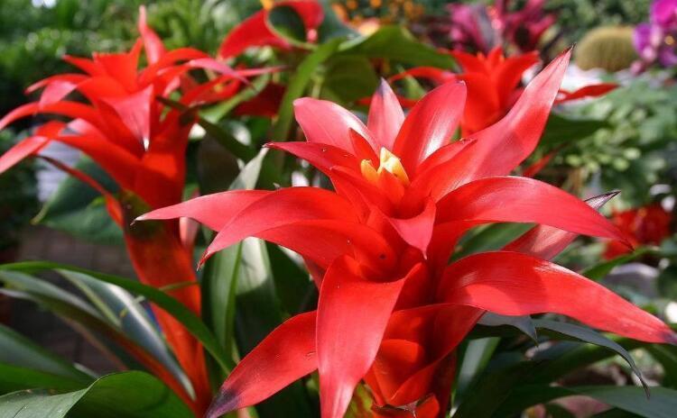  「长春花」4种花，花色美，一开就是一整年，养一盆太值了！