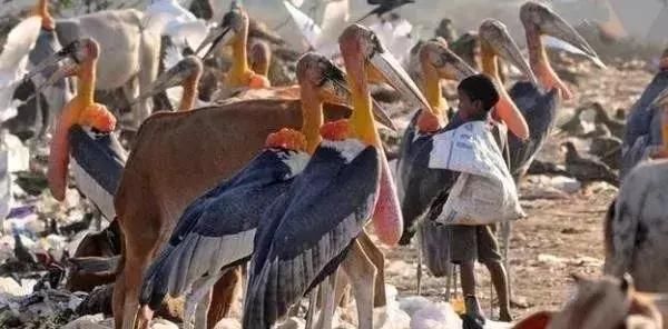 印度垃圾场的鸟比人还大,当地人宁愿捡垃圾,也