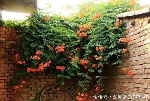 「值得」四月养花选它,爬藤之王凌霄花,养一盆开成花瀑布,值得拥有