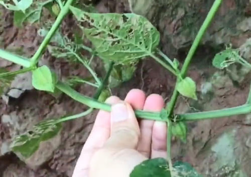 农村山坡上的野草，结出的果实像灯笼，看着不起眼但也是一种草药