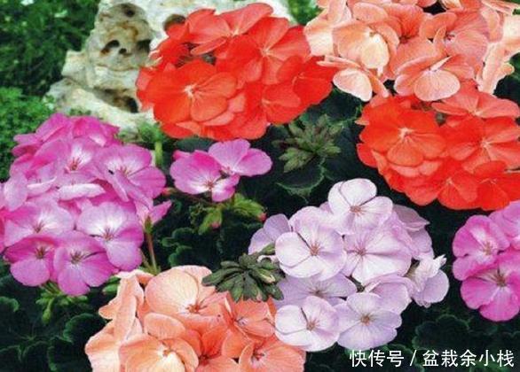 阳光■4种最适合夏天养的花,越热越潮长得越好!3个月阳台变花海