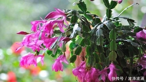 蟹爪兰|夏天一到,花卉进入生长旺期,这2种花抓紧时间剪,不影响开花