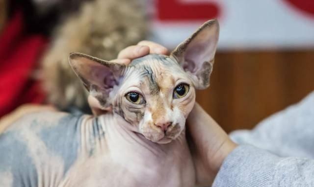  『猫咪皮毛』三花猫几乎都是母猫，这是都市传说，还是真实存在的现象呢